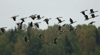 Canada Goose