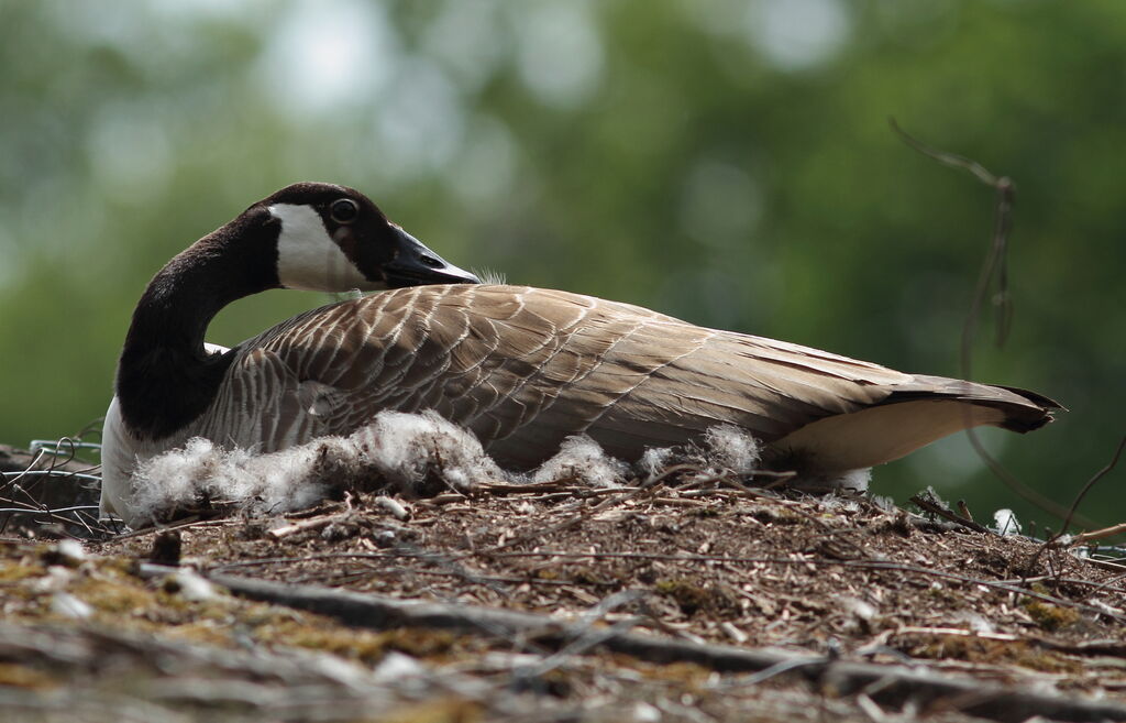 Canada Goose