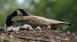 Canada Goose