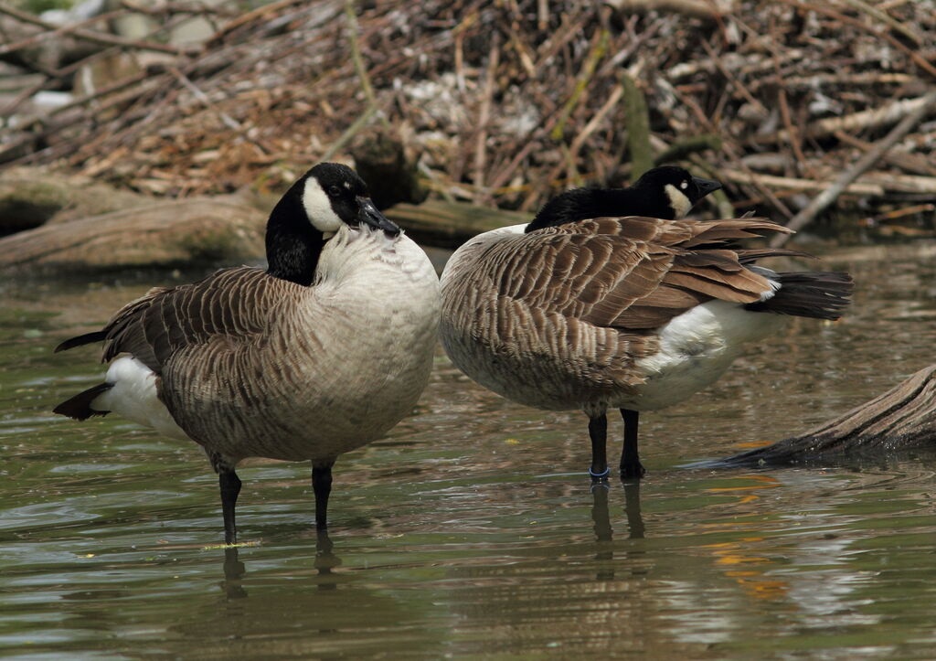 Canada Goose