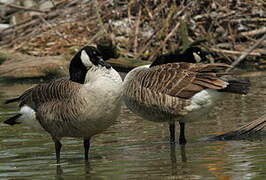 Canada Goose