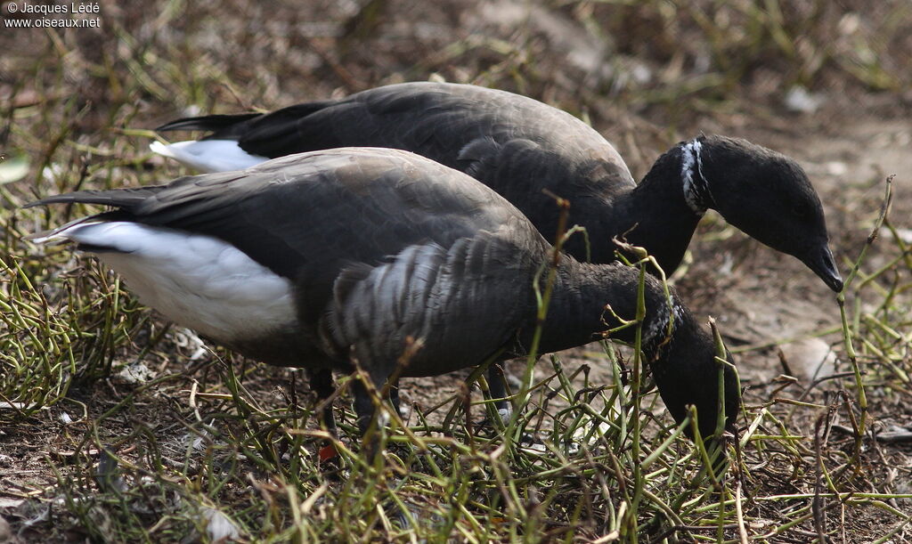 Brant Goose (nigricans)