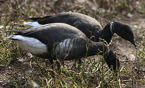 Brant Goose (nigricans)