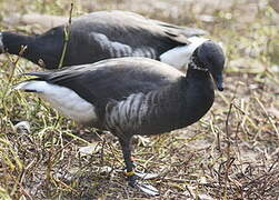 Brant Goose (nigricans)