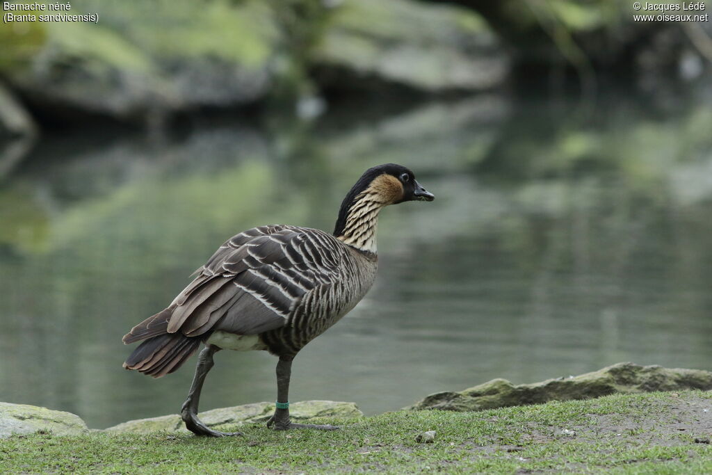 Nene