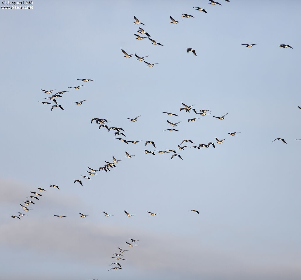 Barnacle Goose