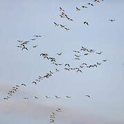 Barnacle Goose