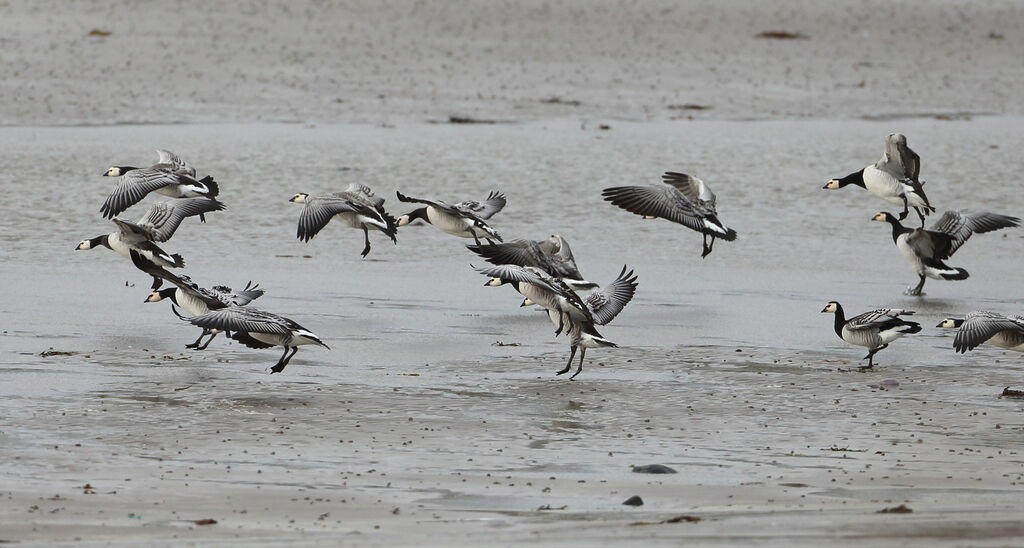 Barnacle Goose