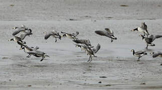 Barnacle Goose