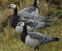 Barnacle Goose