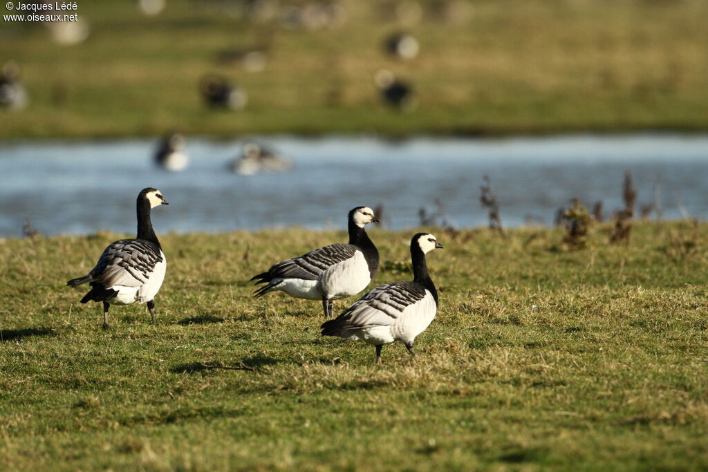 Barnacle Goose