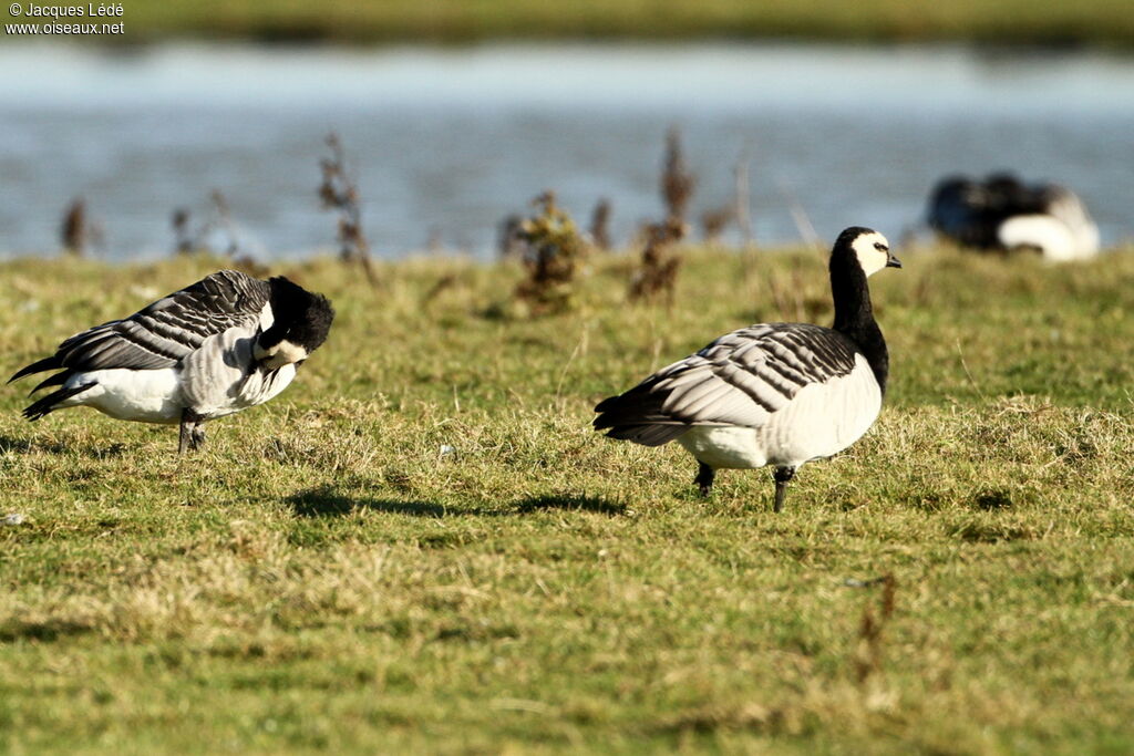 Barnacle Goose