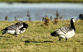 Barnacle Goose