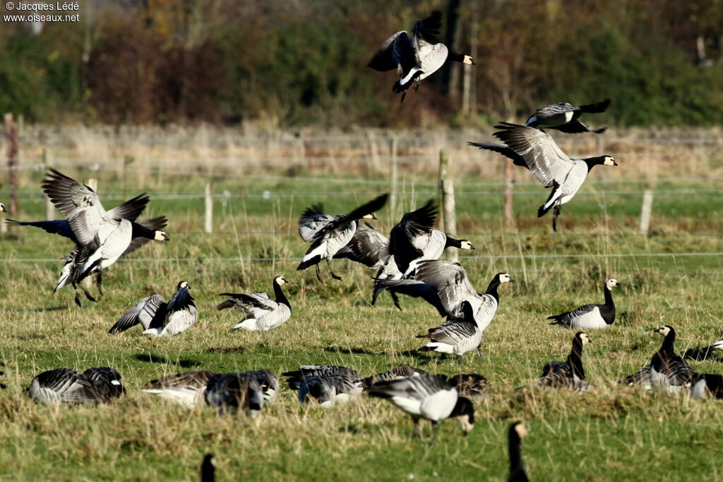 Barnacle Goose