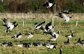 Barnacle Goose