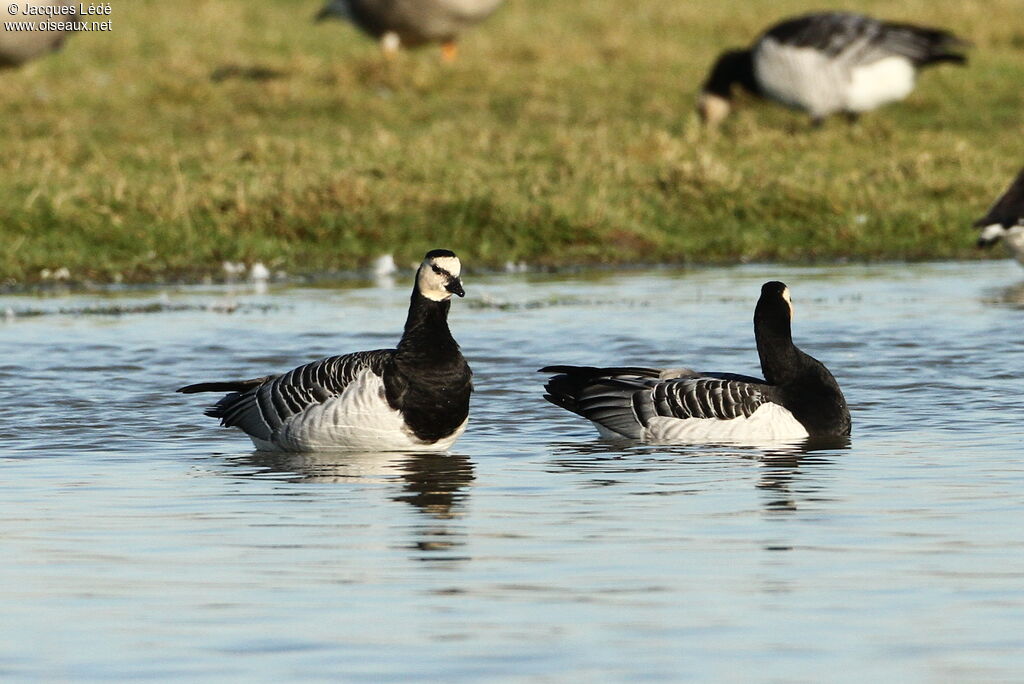 Barnacle Goose