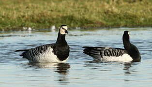 Barnacle Goose