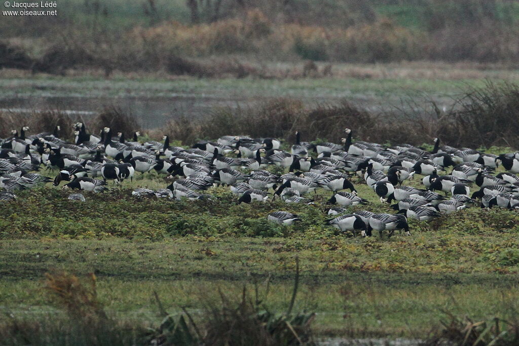 Barnacle Goose