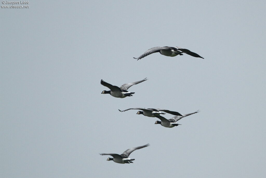 Barnacle Goose