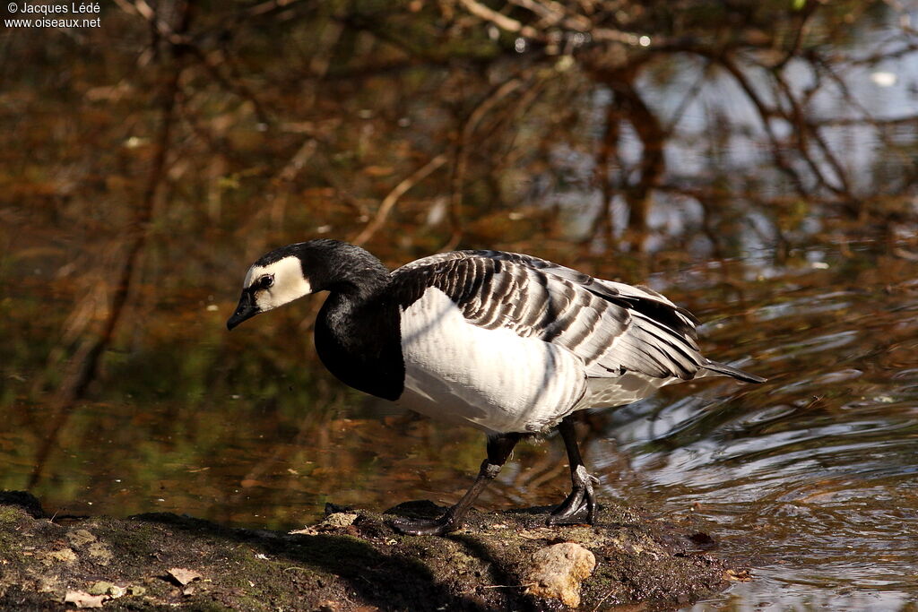 Barnacle Goose