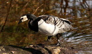 Barnacle Goose