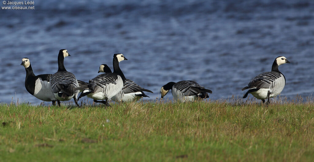 Barnacle Goose