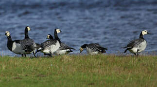 Barnacle Goose