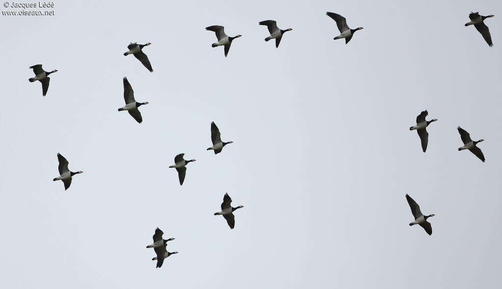 Barnacle Goose