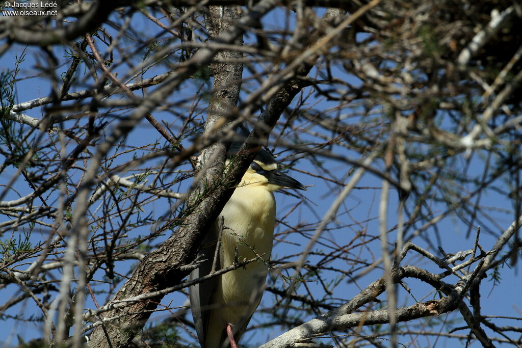 Black-crowned Night Heron