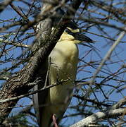 Black-crowned Night Heron