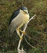 Black-crowned Night Heron