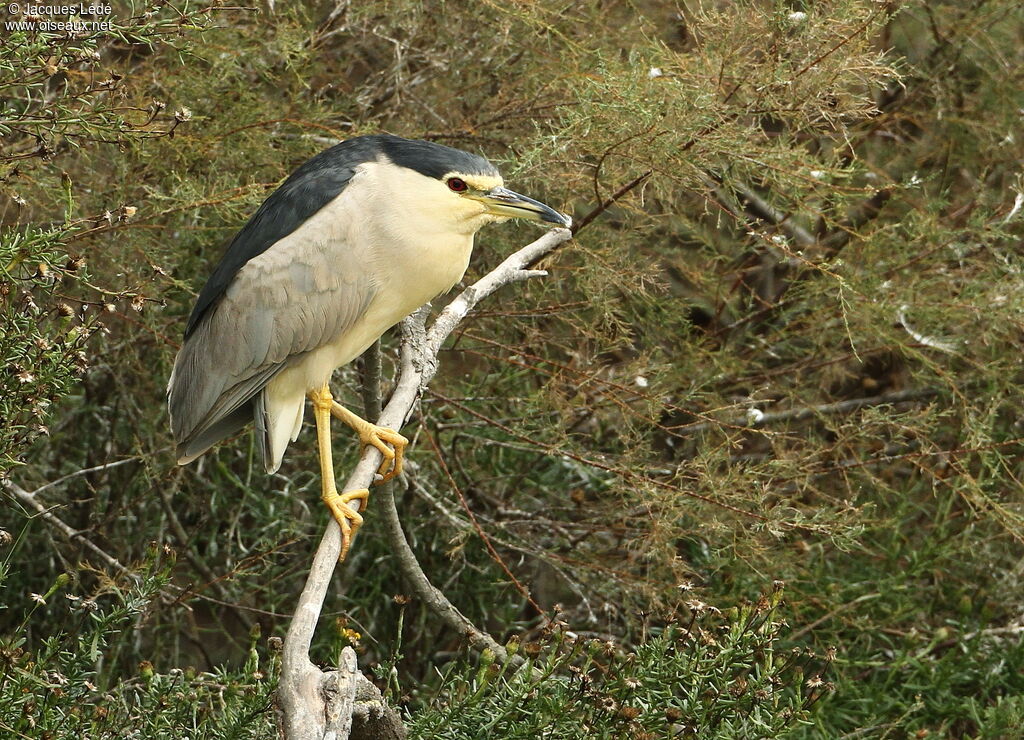 Black-crowned Night Heron