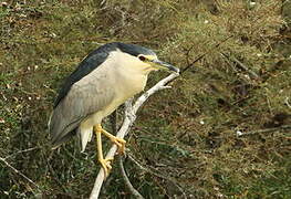 Black-crowned Night Heron