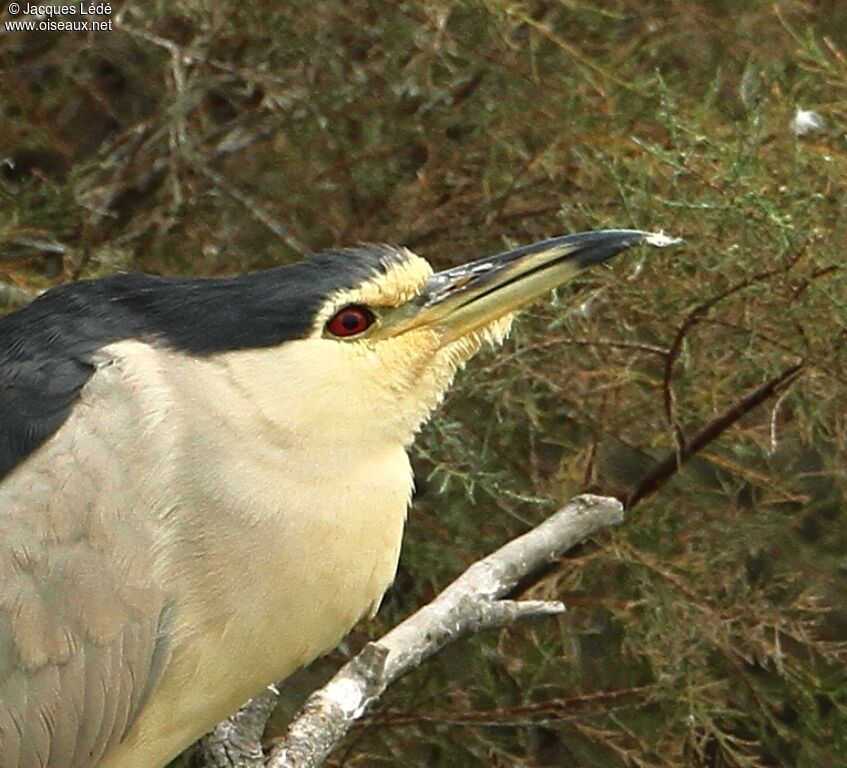 Black-crowned Night Heron