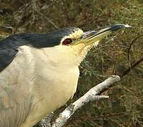 Black-crowned Night Heron