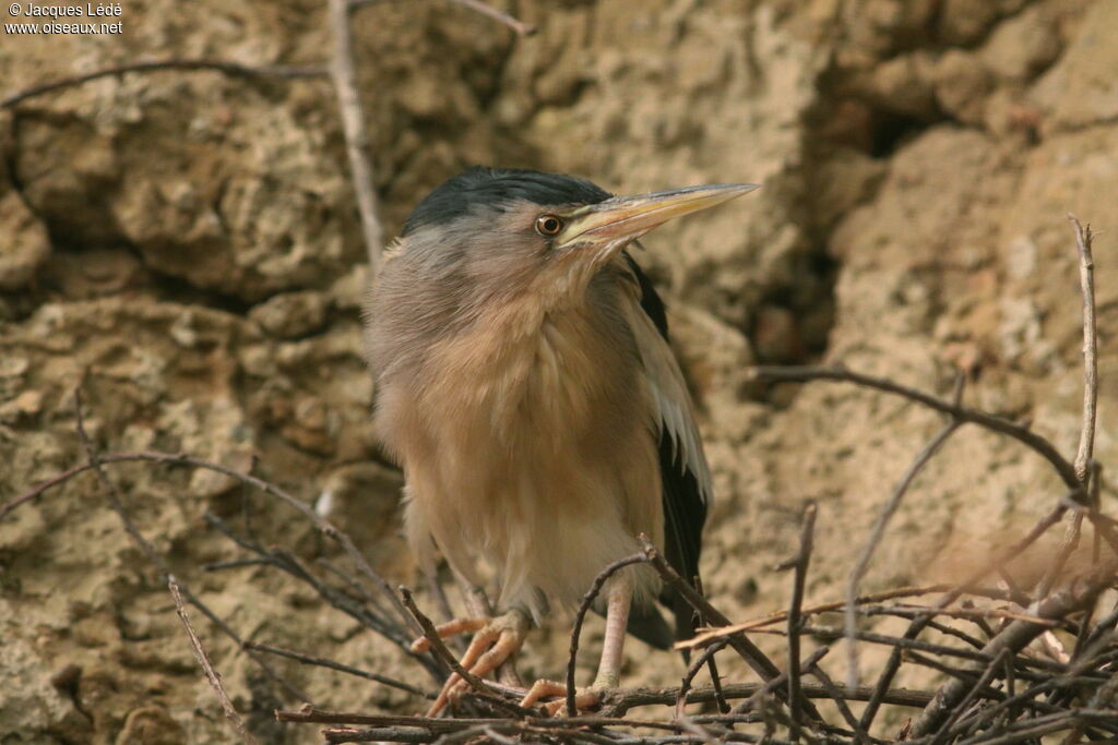 Little Bittern