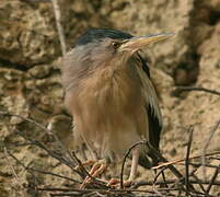 Little Bittern