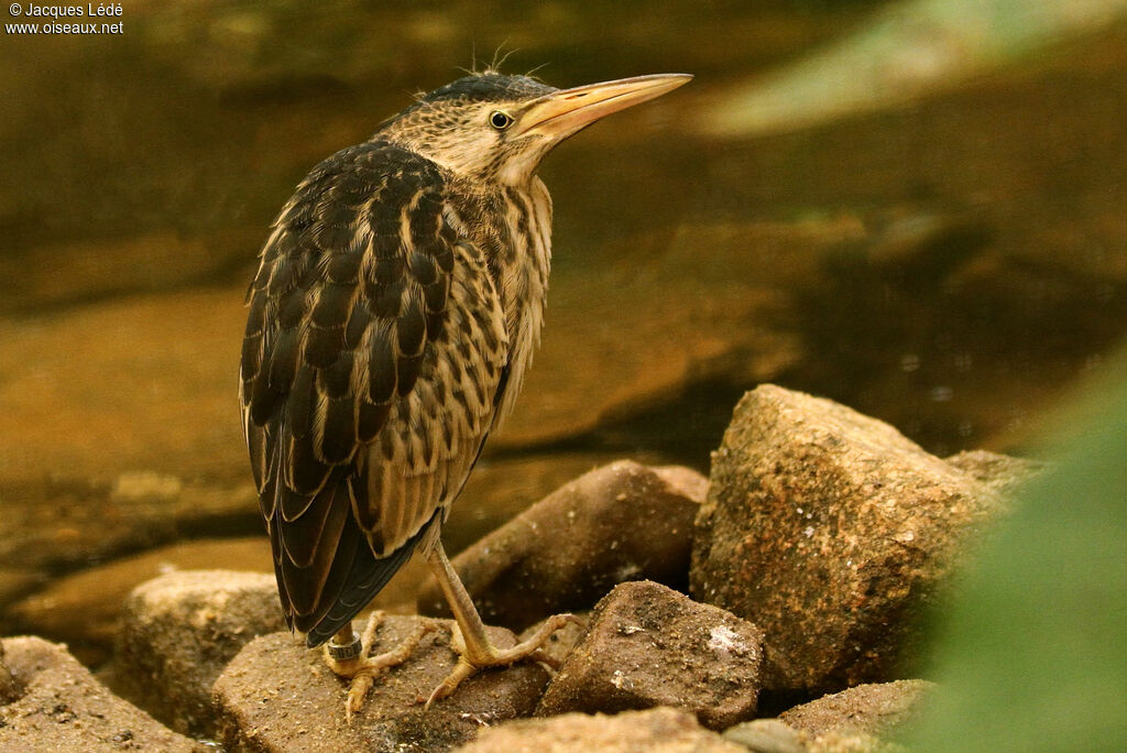 Little Bittern