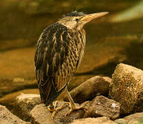 Little Bittern