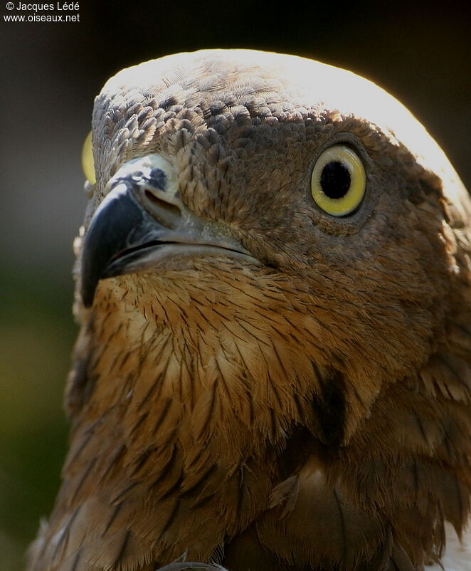 European Honey Buzzard