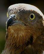 European Honey Buzzard