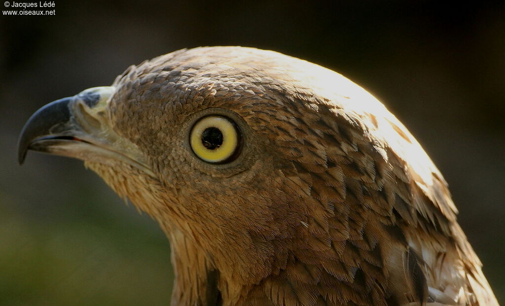 European Honey Buzzard