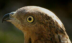 European Honey Buzzard