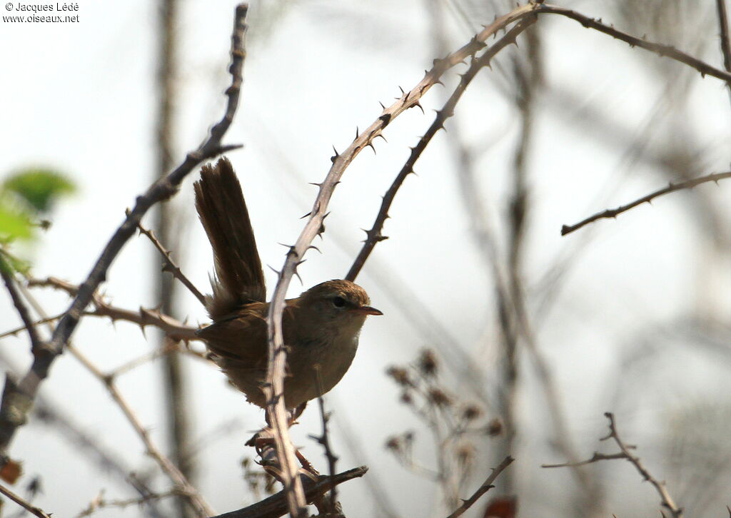 Bouscarle de Cetti