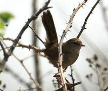 Cetti's Warbler