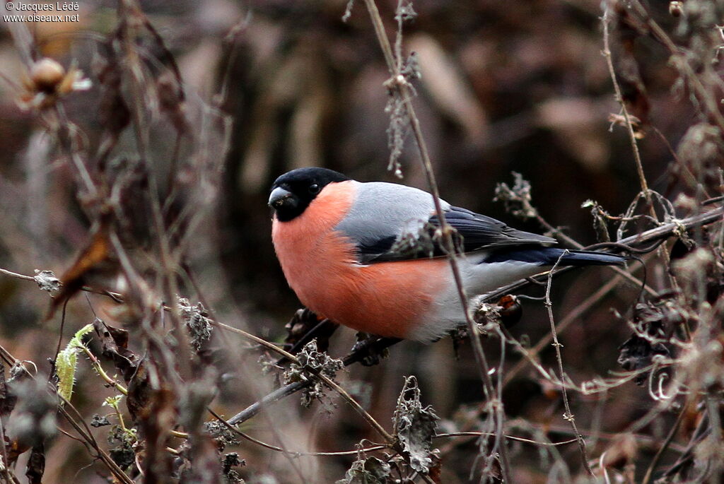 Eurasian Bullfinch male