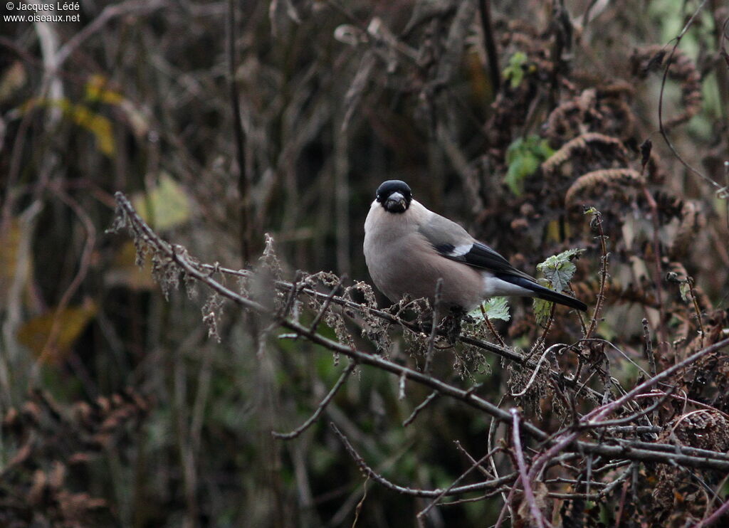 Eurasian Bullfinch female