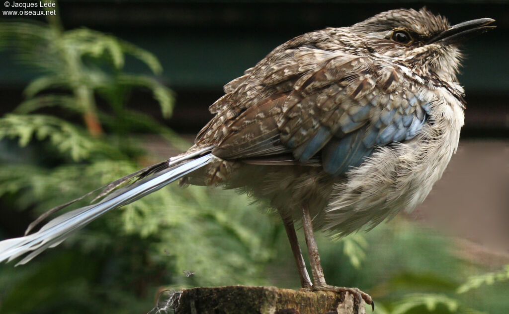 Long-tailed Ground Roller