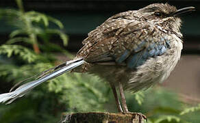 Long-tailed Ground Roller