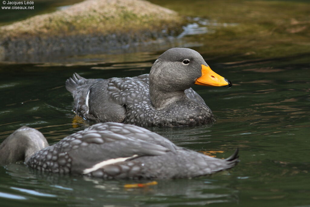 Fuegian Steamer Duck